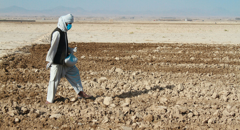 afghanistan’s-farmers,-herders-desperate-for-seed,-food-and-cash 