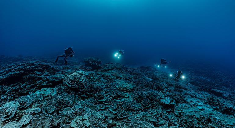 rare-coral-reef-discovered-near-tahiti-is-‘like-a-work-of-art’,-says-diver