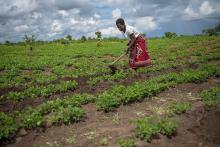 weather-forecasts-shift-climate-change-impact-for-women-farmers-in-malawi