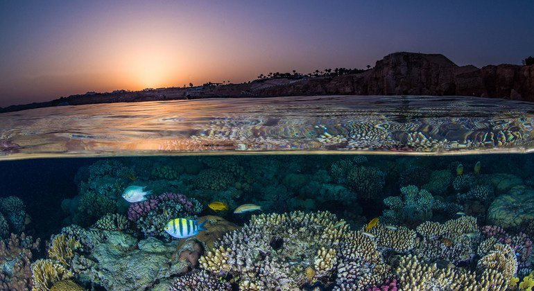 coral-reefs’-very-survival-is-at-stake,-warns-unesco-in-bid-to-boost-resilience