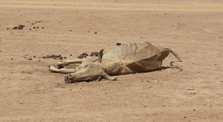 ‘this-is-the-worst-drought-in-forty-years’:-millions-of-ethiopians-at-risk-from-failed-rains