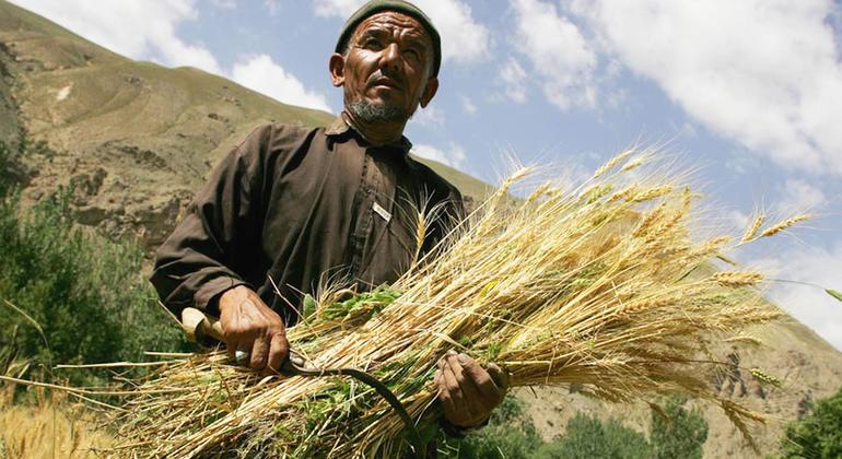 afghanistan:-world-bank-provides-$150-million-lifeline-to-stem-rural-hunger 