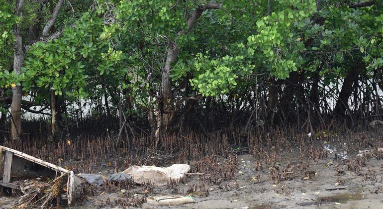 with-mangrove-conservation,-kenya’s-coastal-communities-plant-seeds-of-sustainable-‘blue-growth’