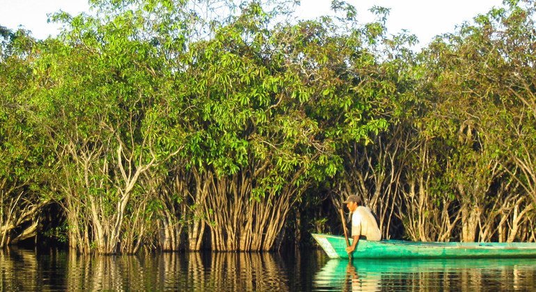 global-awareness-critical-to-protect-world’s-mangroves:-un-science-chief