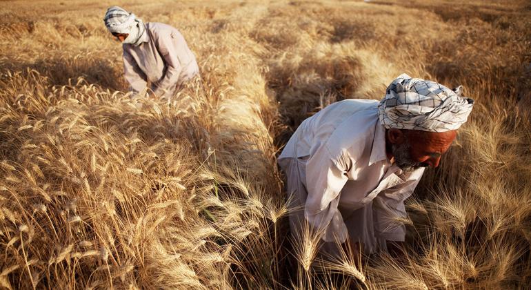 major-fall-in-global-food-prices-for-july,-but-future-supply-worries-remain
