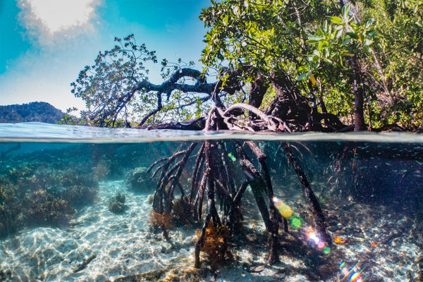 9-interesting-facts-about-mangroves