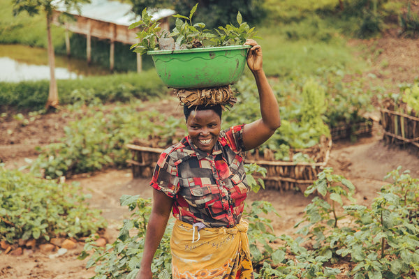 empowering-smallholder-farmers-in-rwanda-through-sustainable-agroforestry