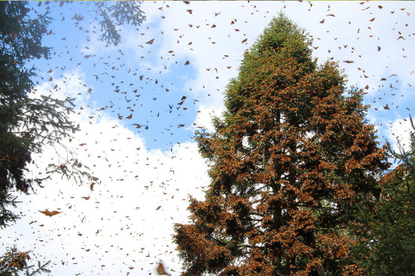 planting-over-900,000-trees-in-mexico-for-monarch-butterfly-habitat
