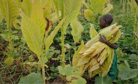 malawi:-child-trafficking-and-forced-labour-push-thousands-to-work-on-tobacco-farms