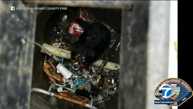 apple-airtag-helps-san-bernardino-county-firefighters-track-down-dog-swept-away-in-storm-drain