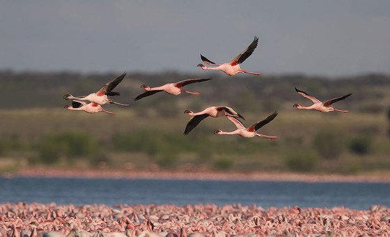 save-our-planet-by-protecting-migratory-birds-and-their-‘epic-journeys,’-urges-un-chief