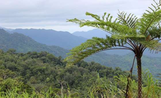 new-un-agency-guidelines-aim-to-sustain-forest-benefits-for-future-generations