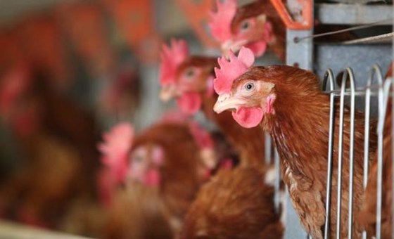 avian-flu-reappears-in-cambodia,-un-health-agency-warns