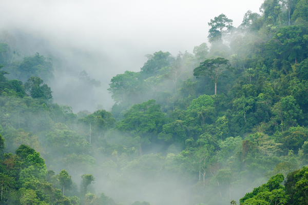 11-fun-facts-about-rainforests