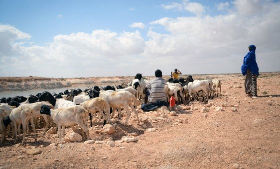 climate-change-focus:-fighting-drought-with-somalia’s-sand-dams