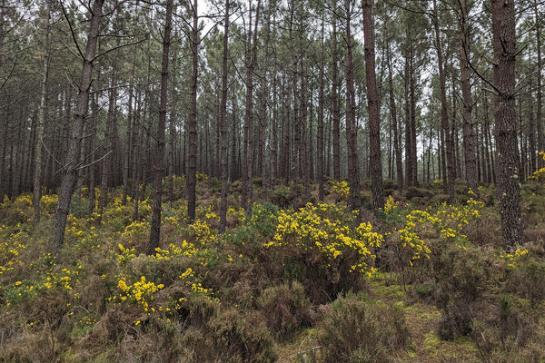restoring-portugal’s-leiria-pine-forest
