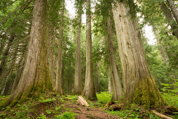 old-growth-forests:-what-they-are-and-why-they-matter