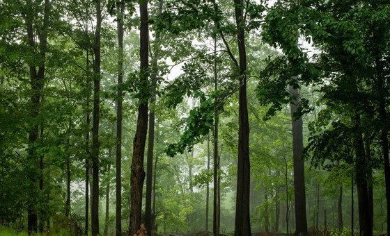 un-forum-on-forests:-5-things-you-need-to-know