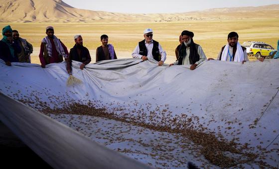 locust-outbreak-in-afghanistan-threatens-wheat-harvest
