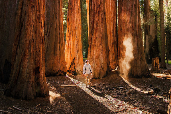 one-tree-planted-and-ancient-forest-society-partner-to-collect-giant-sequoia-seed