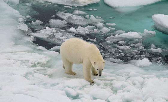 polar-scientists-call-for-more-research-and-observation-into-rapid-sea-ice-reduction