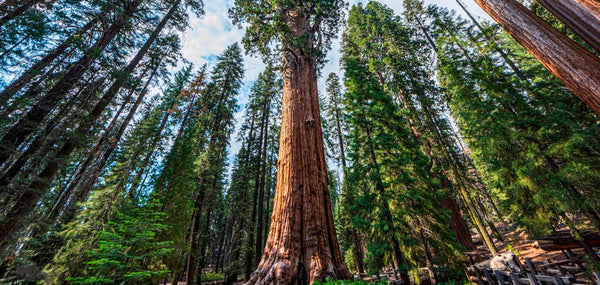 the-9-oldest,-tallest,-and-biggest-trees-in-the-world