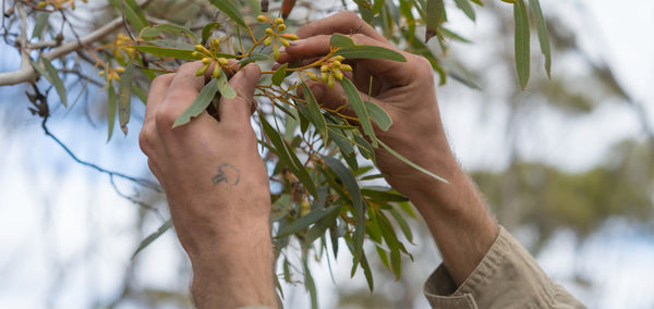 rejuvenating-communities-by-planting-trees-in-australia