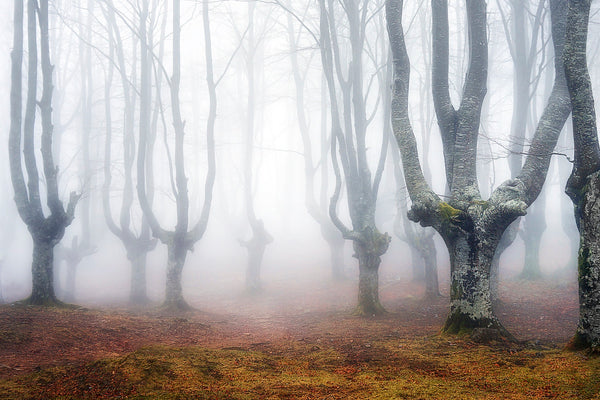 9-weird,-wonderful-and-otherworldly-forests-on-planet-earth