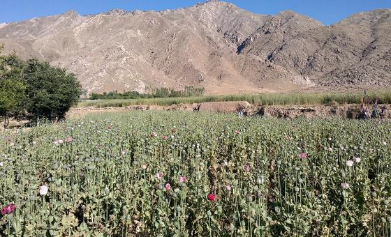 opium-cultivation-declines-by-95-per-cent-in-afghanistan:-un-survey