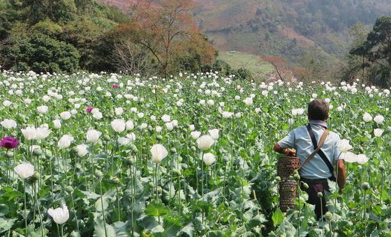 myanmar-overtakes-afghanistan-as-world’s-top-opium-producer