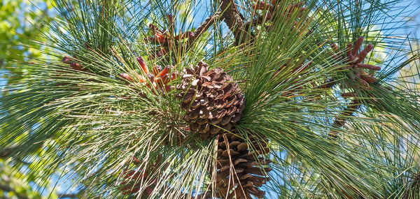making-an-impact-with-longleaf-pine