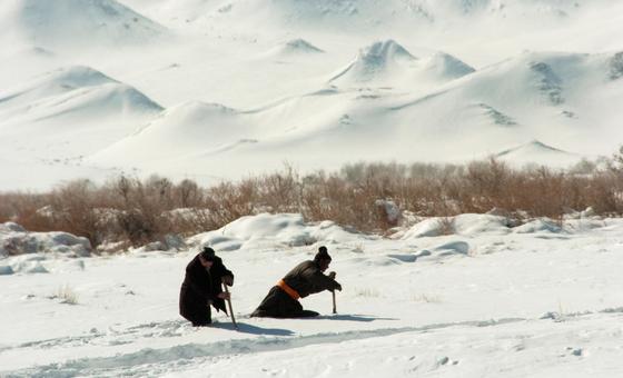 mongolian-dzud:-extreme-weather-puts-90%-of-country-at-‘high-risk’