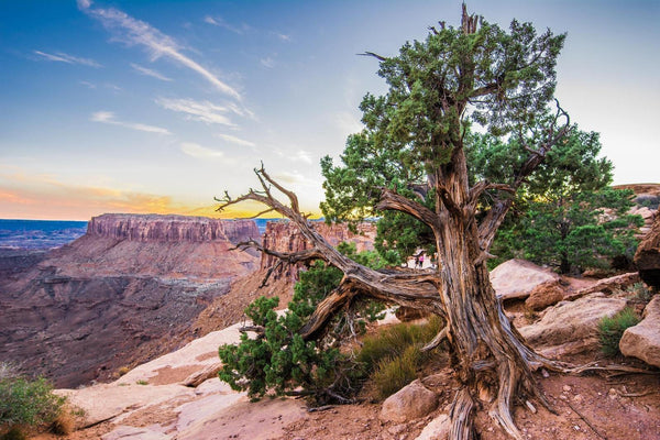 5-endangered-trees-with-amazing-stories