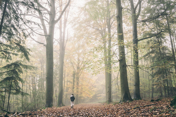 how-forest-bathing-can-help-lower-stress