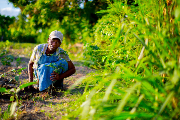 what-is-agroforestry?