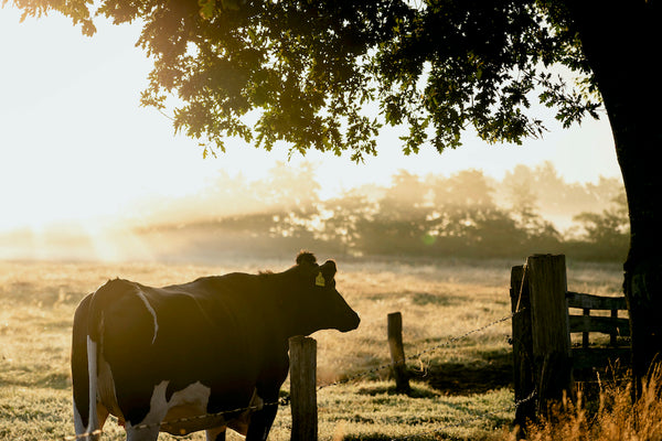 how-agriculture-and-climate-are-interconnected