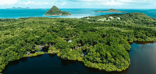 the-state-of-the-world’s-mangroves