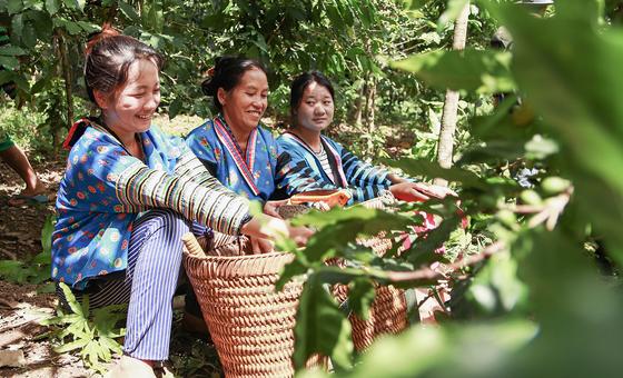 farmers-cultivate-an-opium-free-future-for-laos