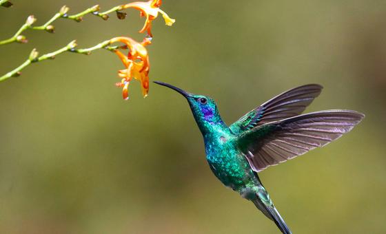 the-latest-un-biodiversity-summit-opens-in-colombia;-here’s-what’s-at-stake