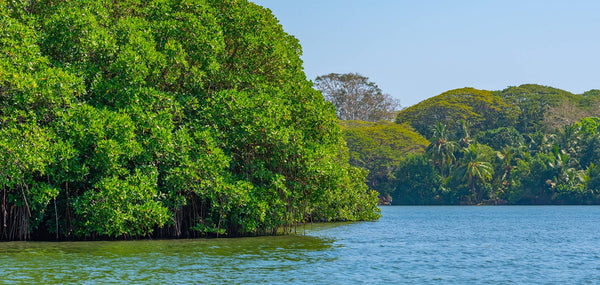 restoring-mangrove-lagoons-in-sri-lanka