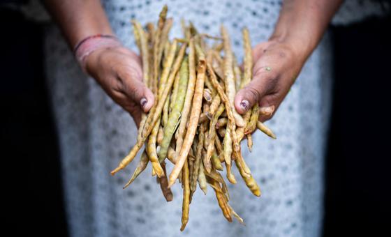 drought-or-flooding?-no-match-for-this-climate-friendly-bean