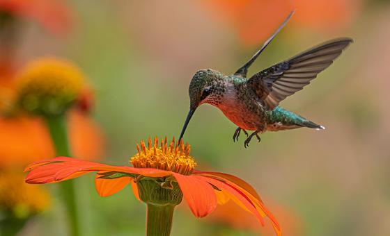 balancing-biodiversity-at-global-un-summit-in-colombia