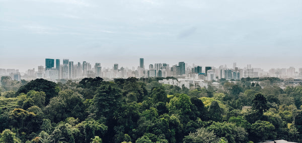 understanding-urbanization:-how-urban-growth-affects-ecosystems-and-forests