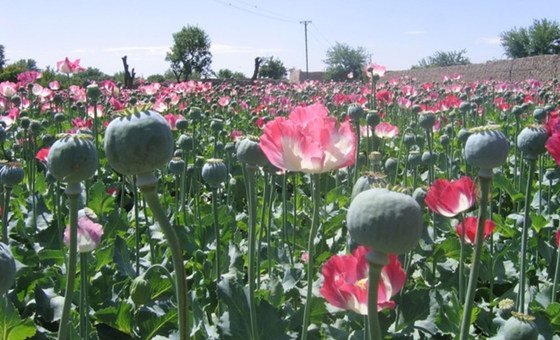 rise-in-afghan-opium-cultivation-reflects-economic-hardship,-despite-taliban-ban